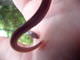 Filename=PDR_1785.JPG
Filesize=1131KiB
Dimensions=2048x1536
Date added=Mar 10, 2008 PDR_1785.JPG