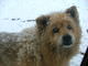 Filename=Sandy.jpg
Filesize=459KiB
Dimensions=1280x960
Date added=Mar 10, 2008 Sandy.jpg