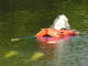 Filename=DSCN8227.JPG
Filesize=2779KiB
Dimensions=3264x2448
Date added=Oct 08, 2008 DSCN8227.JPG