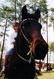 Filename=56.jpg
Filesize=801KiB
Dimensions=1191x1752
Date added=Jun 29, 2007 56.jpg