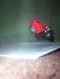 Filename=130_3251.JPG
Filesize=297KiB
Dimensions=1232x1632
Date added=Mar 10, 2008 130_3251.JPG